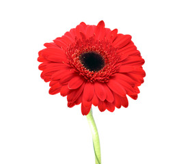 Gerbera Flower Isolated on White Background