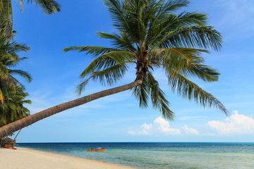 Coconut palm and Tropical beach
