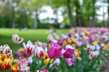 Tulips garden