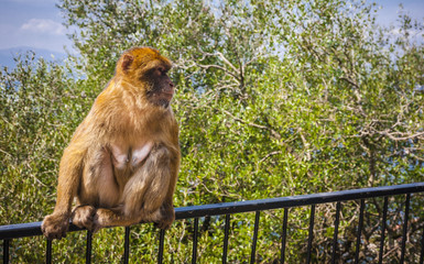Monkey in Gibraltar