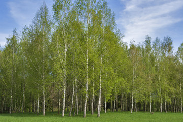 Obraz premium lawn with birch grove