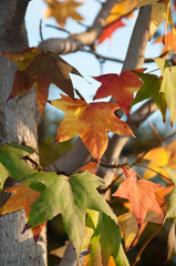 l'autunno e i suoi colori