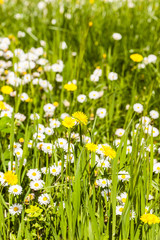 Dreamy Meadow
