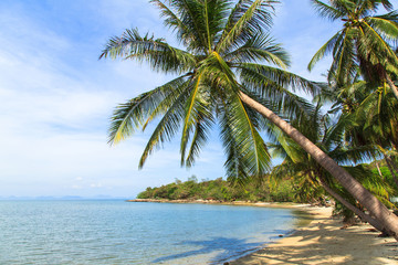 Obraz na płótnie Canvas Coconut palm and Tropical beach