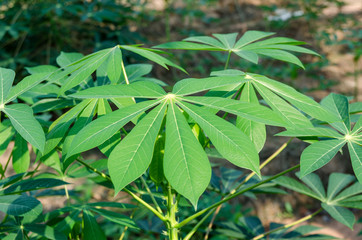 Cassava garden