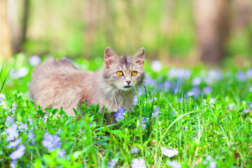 Cute siberian cat walking on the periwinkle lawn in the forest