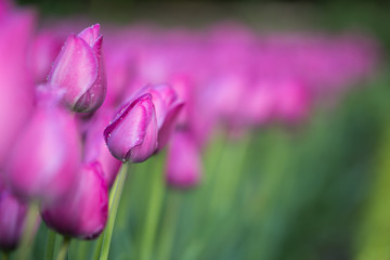 tulips