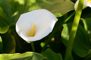 Zantedeschia-Calla