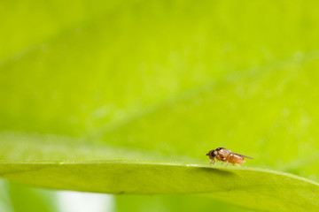 Fototapeta premium Drosophila