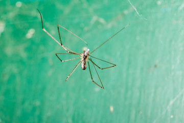 Holocnemus pluchei