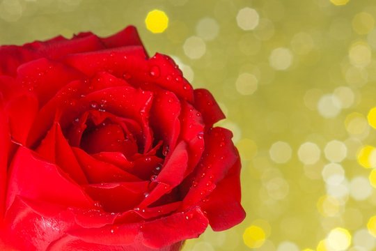 rose on yellow bokeh background, valentine day and love concept