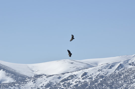 Vuelo de una pareja de buitres