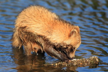 Raccoon Dog (Nyctereutes procyonoides) in Japan