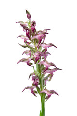 Fototapeta na wymiar Wild Bug orchid flowers - Orchis coriophora