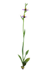 Wild Bee orchid plant - Ophrys apifera