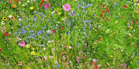 wild flowers on green meadow © Serghei V