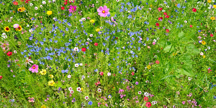 Fototapeta wild flowers on green meadow