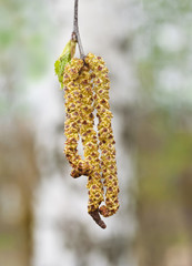birch catkins in early spring