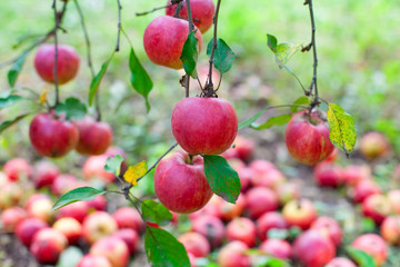 Red ripe apples on a branch for background in autumn