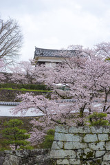 臼杵城址の桜