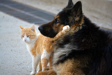 amistad entre perro pastor aleman y gato
