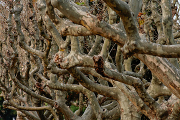 Platanum trunks and branches