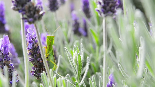Praying mantis sits on a lavender flower 