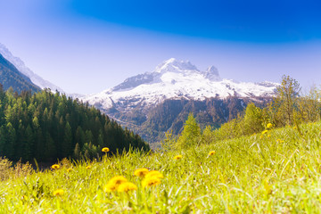 Fototapeta premium Valley with yellow dandelions near Mont Blanc
