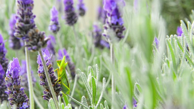 Praying mantis sits on a lavender flower cleaning itself down