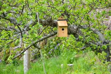 pajarera entre las ramas de un arbol