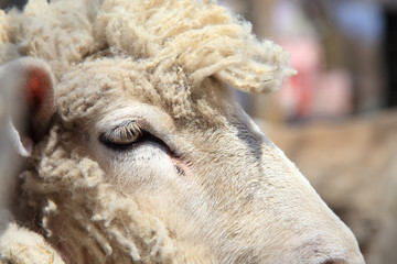 羊の顔　アップ