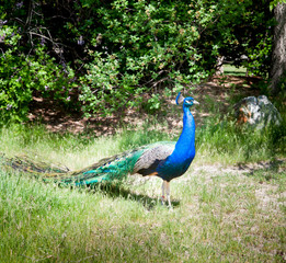 Fototapeta premium Peacock in a forest