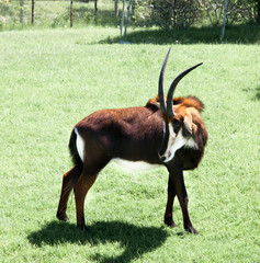 Sable antelope (Hippotragus niger) in a forest