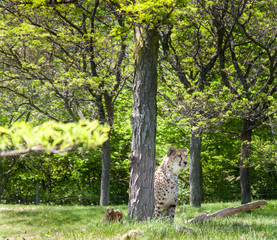Cheetah (Acinonyx jubatus) in a forest