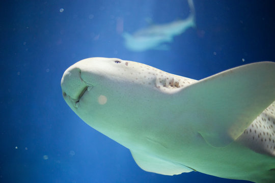 Zebra shark (Stegostoma fasciatum) in an aquarium