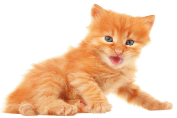 Obraz premium Orange kitten lay on a side view