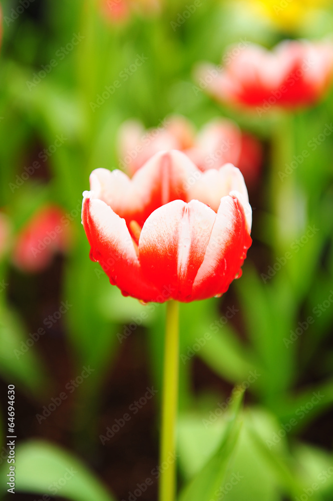 Canvas Prints red tulips in garden