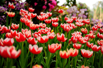 Red Tulips in Garden