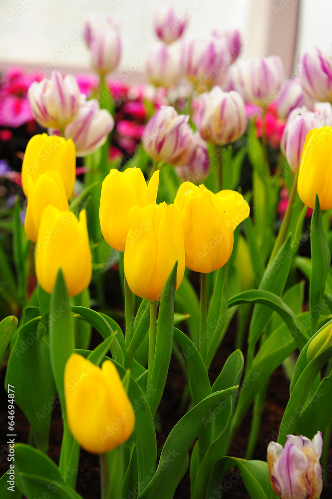 Poster colorful tulips in garden