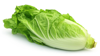 Fresh Chinese Cabbage