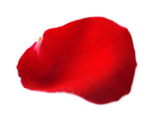 Beautiful red rose petal, isolated on white