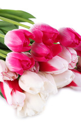 Beautiful tulips isolated on white