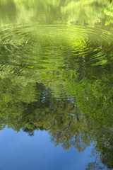 新緑が映る新池