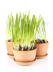 Green grass in flowerpots, isolated on white