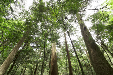 Fototapeta premium 世界遺産の春日山原始林