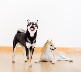 Two shiba inu dog at home