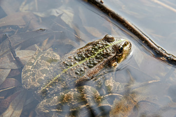 Big frog in the water