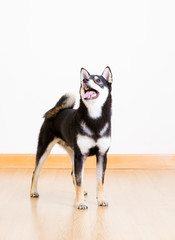Black shiba inu dog