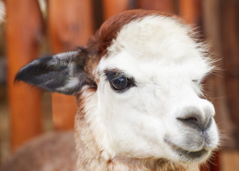 Obraz premium alpaca portrait
