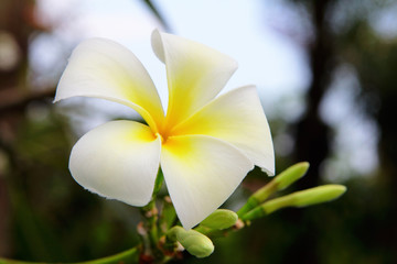 Fototapeta premium Plumeria blossom